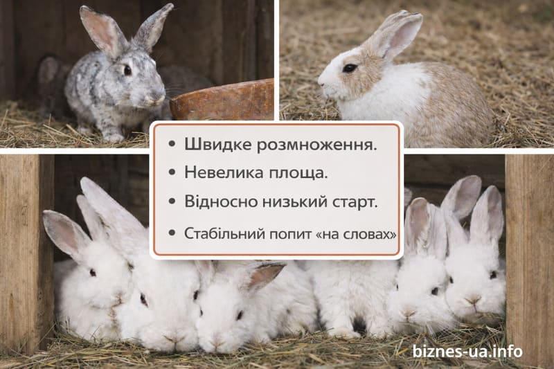 Иллюзорные преимущества выращивания кроликов для заработка