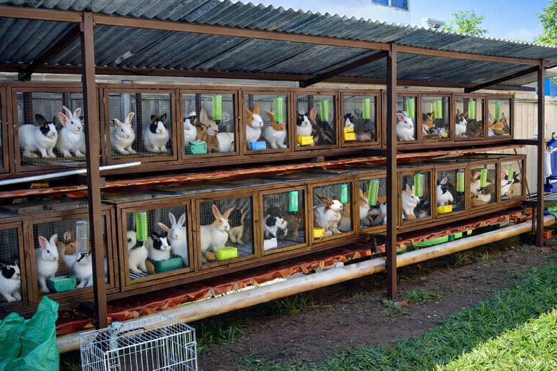 Разведение кроликов как бизнес