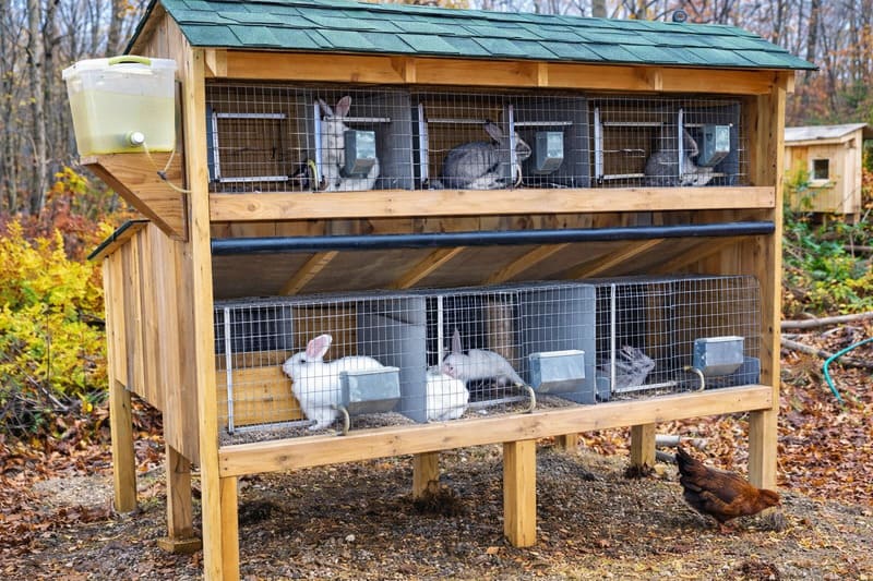 Выращивание кроликов в небольшом количестве