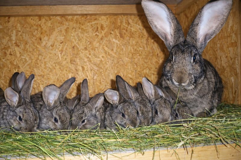 Кролик с крольчатами