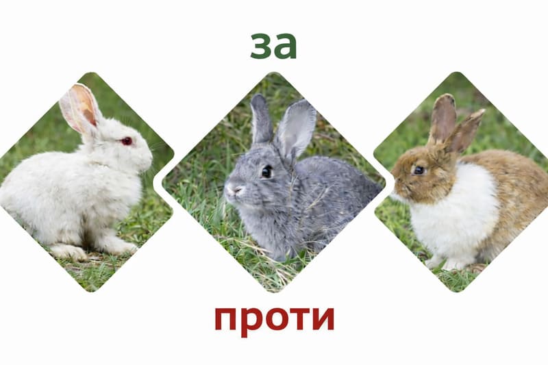 Стоит ли начинать бизнес на кролях?